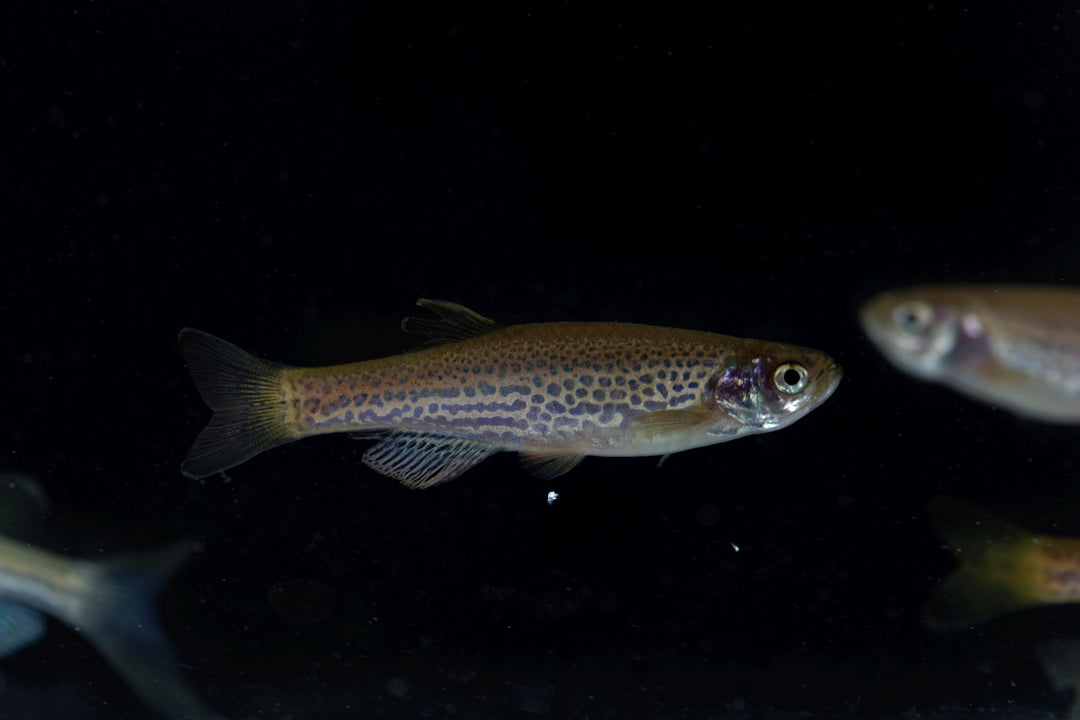 Leopard Danio