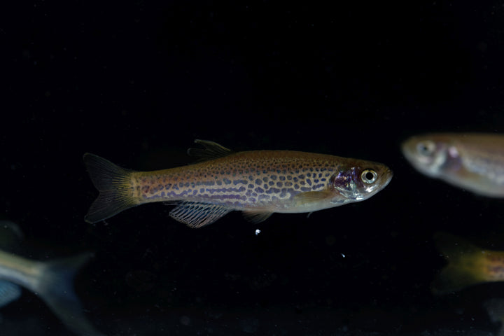 Leopard Danio