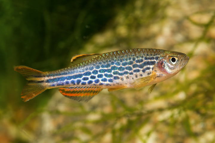 Leopard Danio