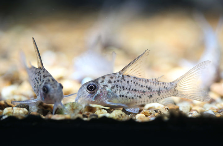 Loreto Corydoras