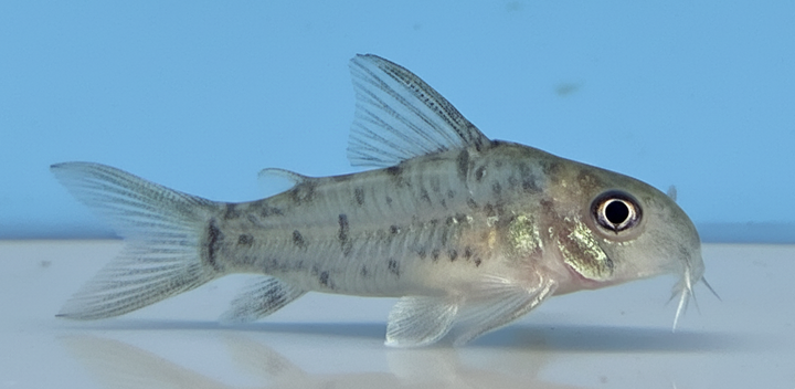 Loreto Corydoras