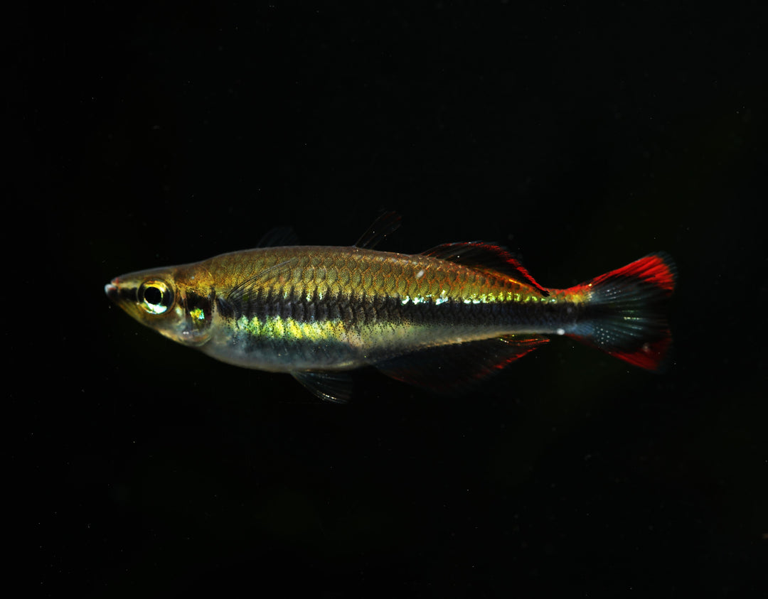Madagascar Rainbow