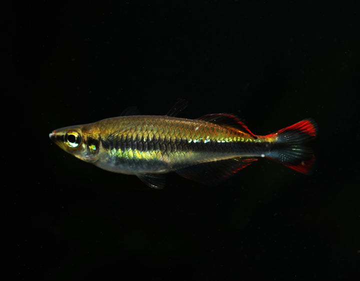 Madagascar Rainbow