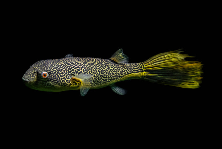 MBU Puffer