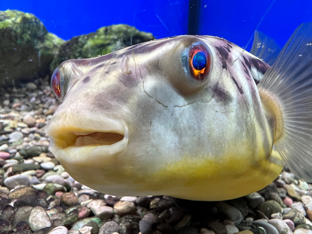 MBU Puffer