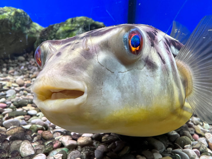 MBU Puffer