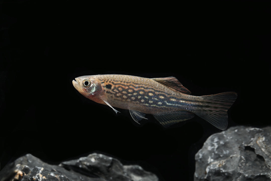 Mustached Danio