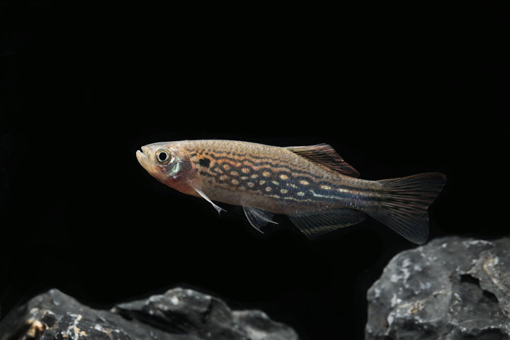 Mustached Danio