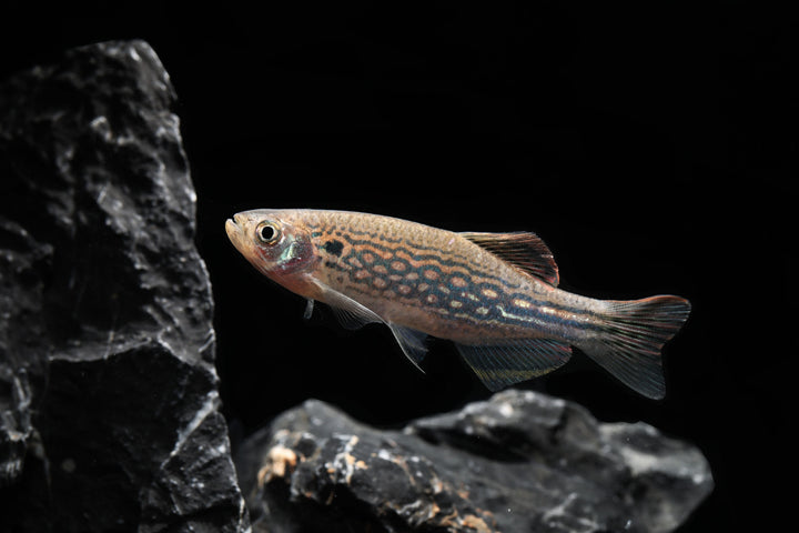 Mustached Danio