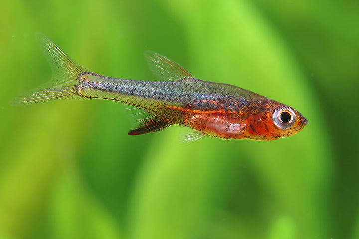 Neon Red Rasbora