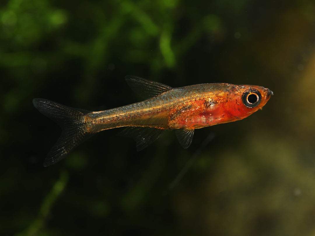 Neon Red Rasbora