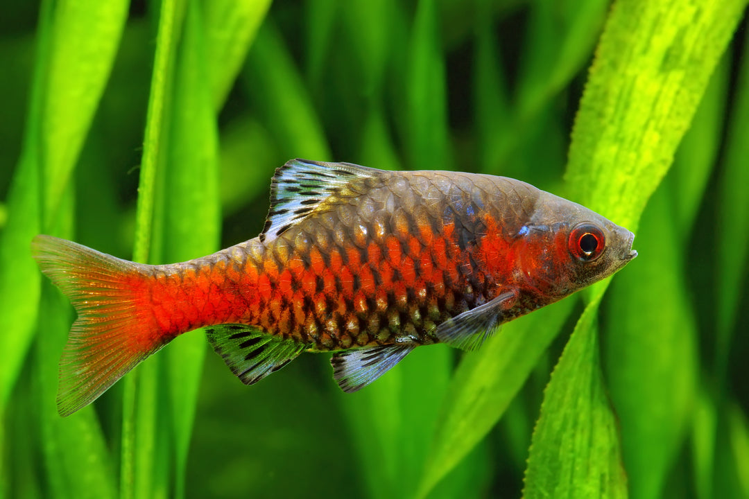 Odessa Barb