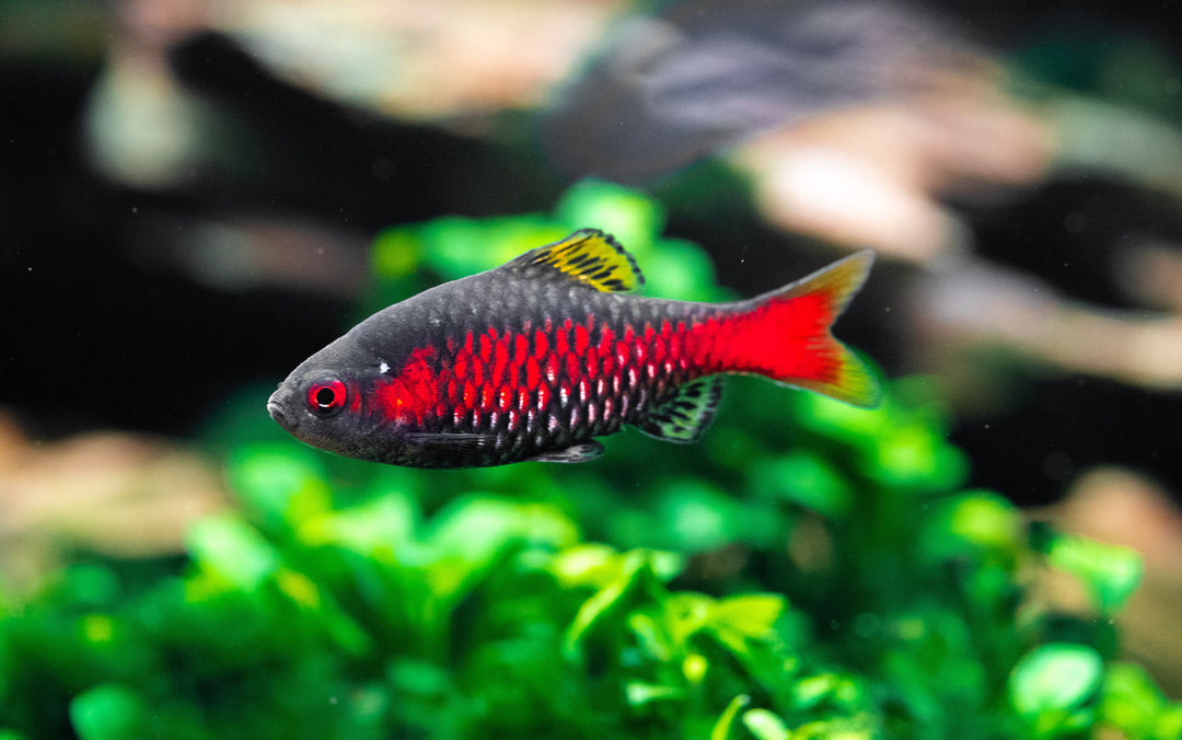 Odessa Barb