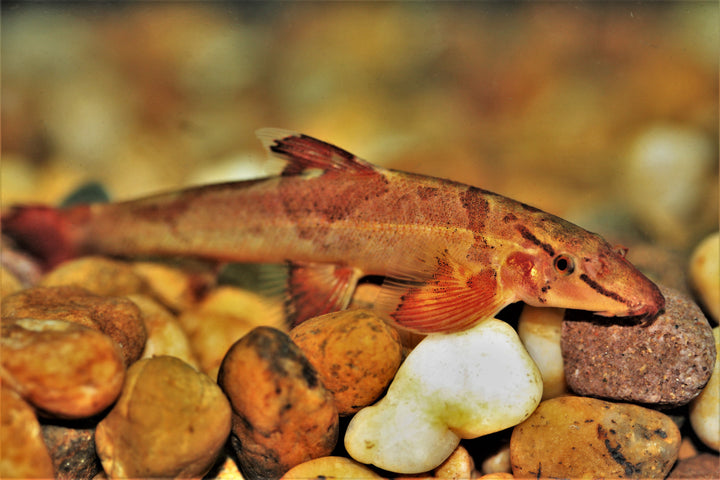 Ogilvie's Lizard Hillstream Loach