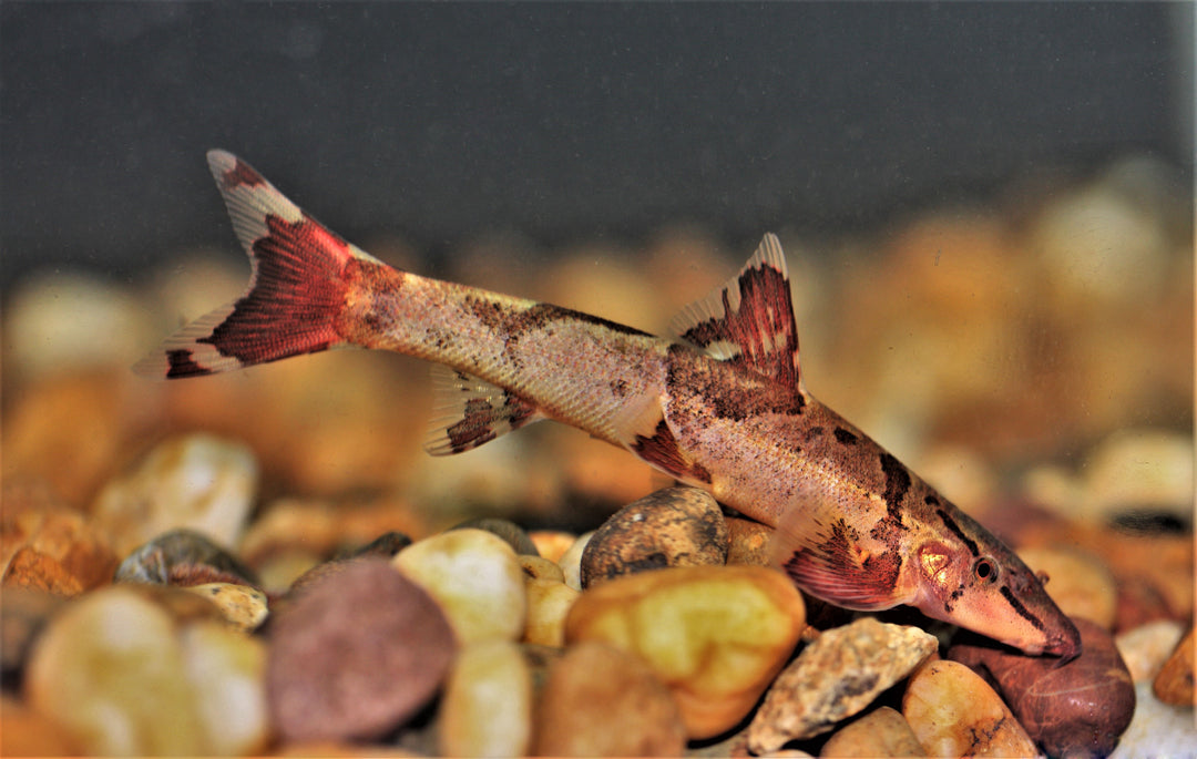 Ogilvie's Lizard Hillstream Loach