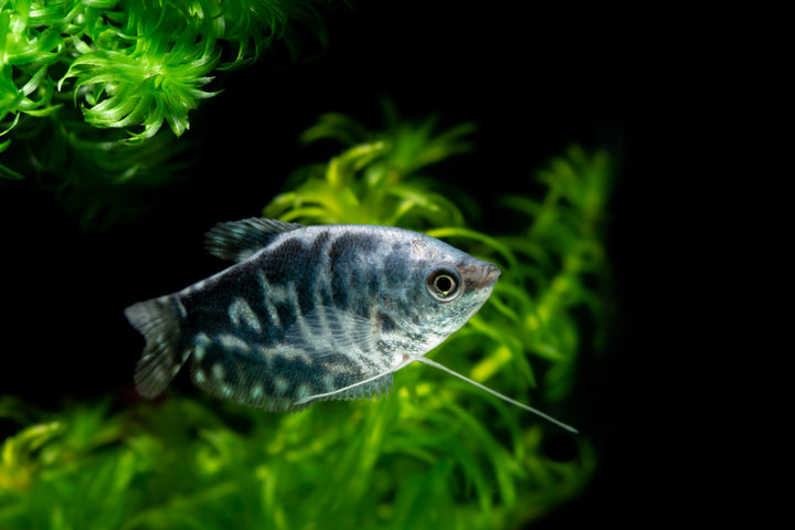 Opaline Gourami