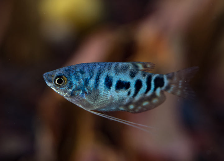 Opaline Gourami