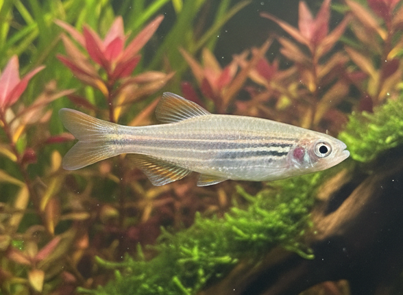 Orange Fin Danio