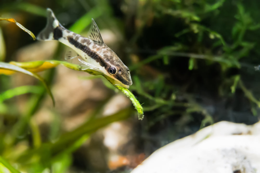 Otocinclus