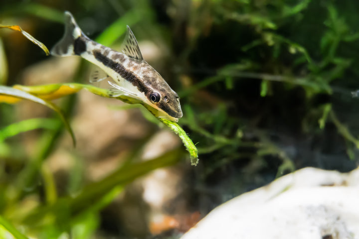 Otocinclus