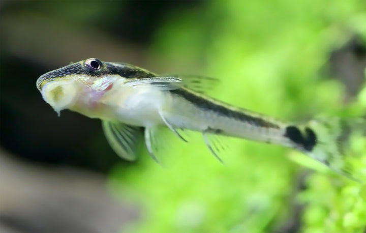 Otocinclus
