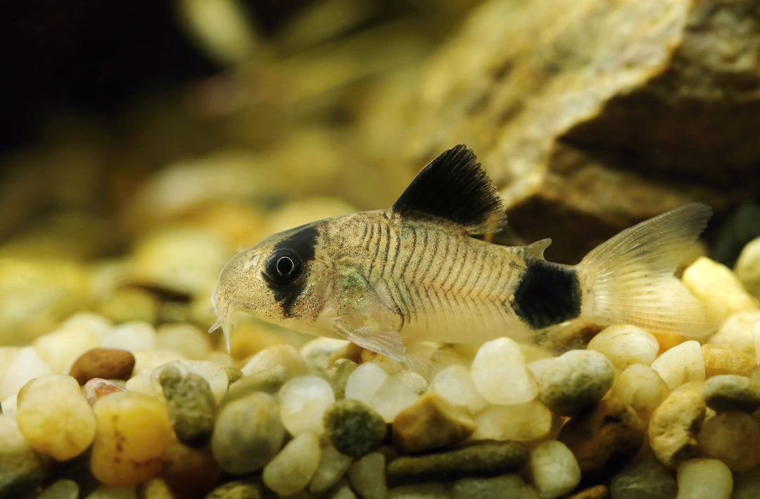 Panda Cory