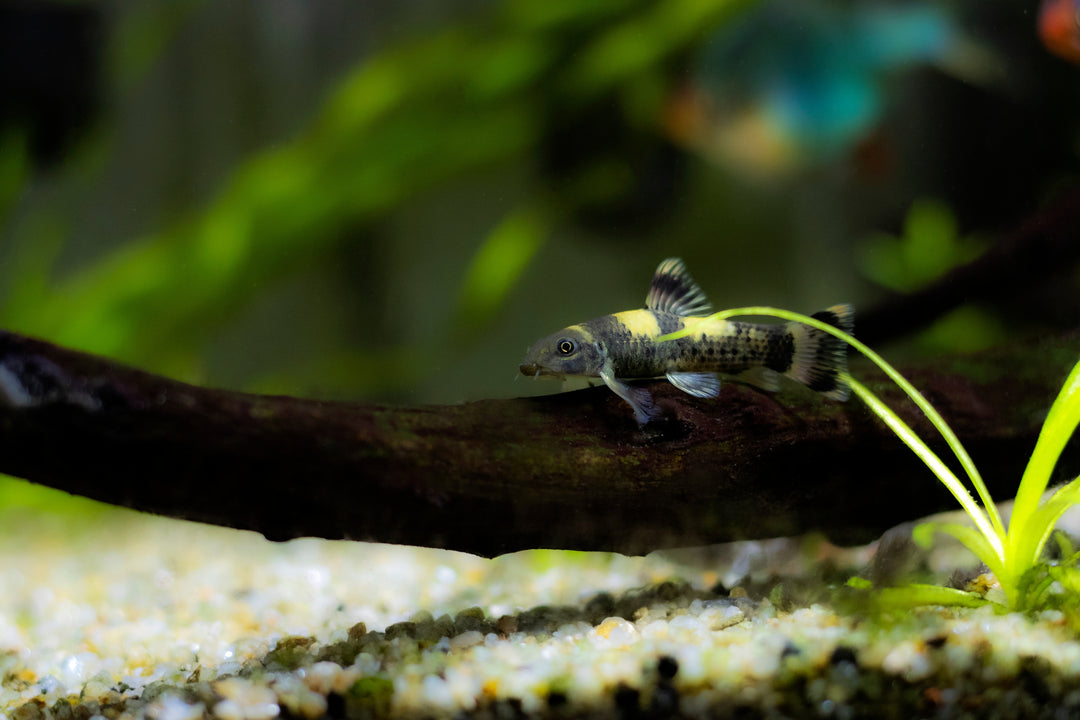 Panda Garra