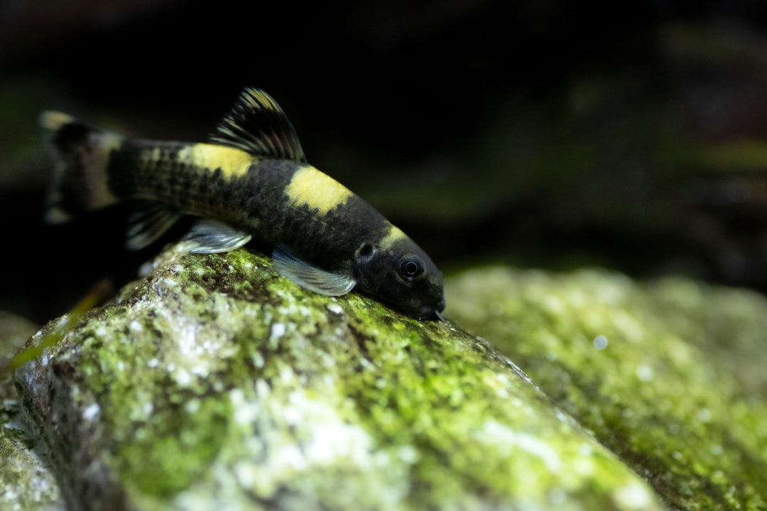 Panda Garra