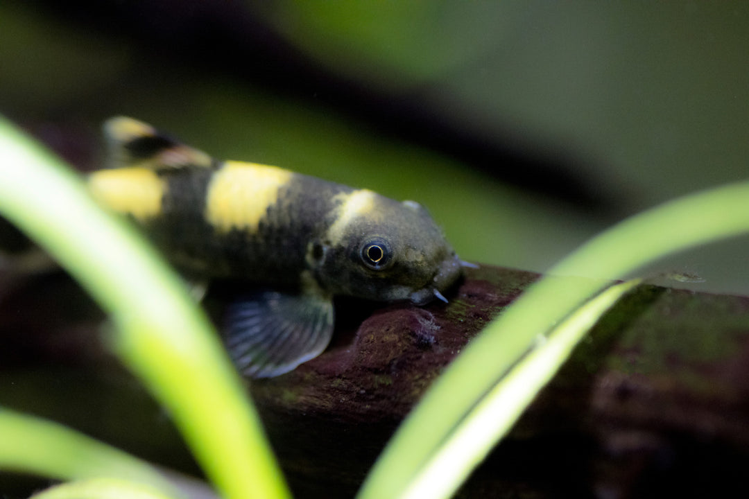 Panda Garra