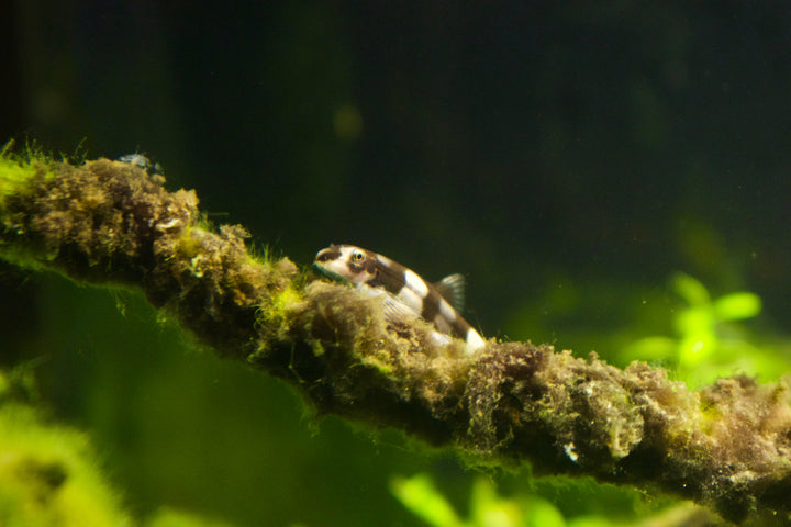 Panda Loach