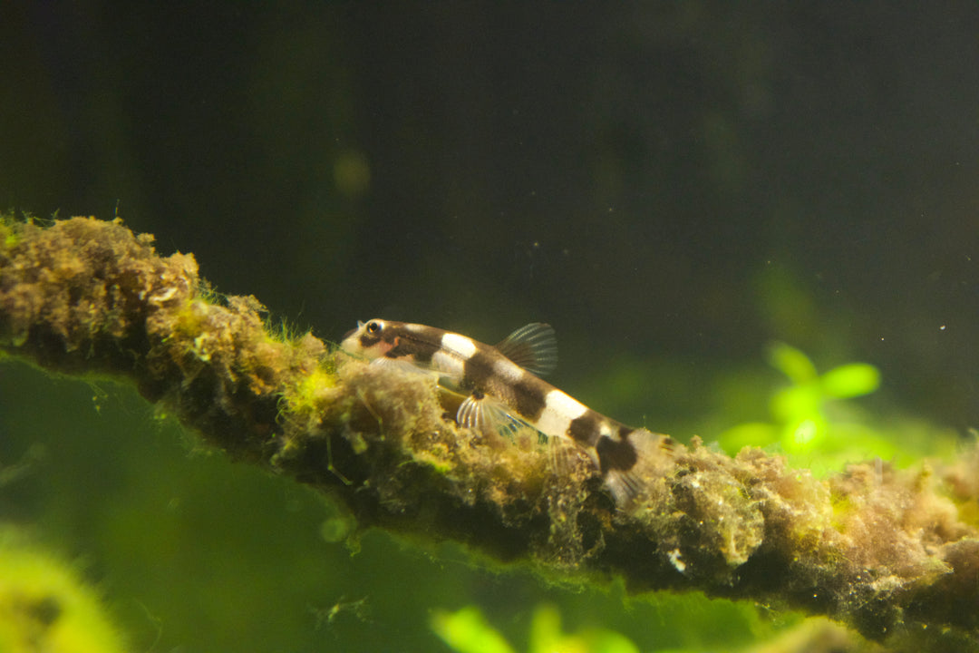 Panda Loach