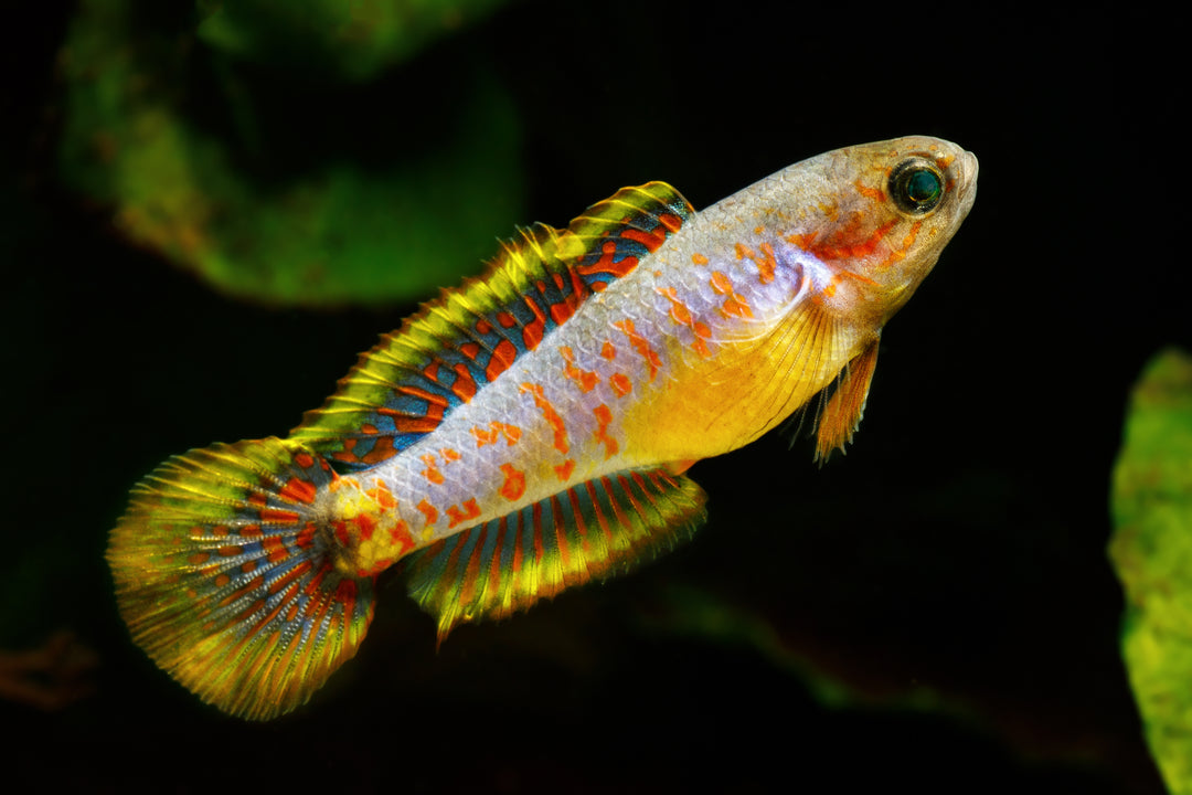Peacock Gudgeon