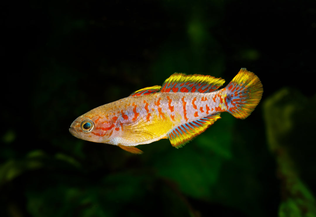 Peacock Gudgeon