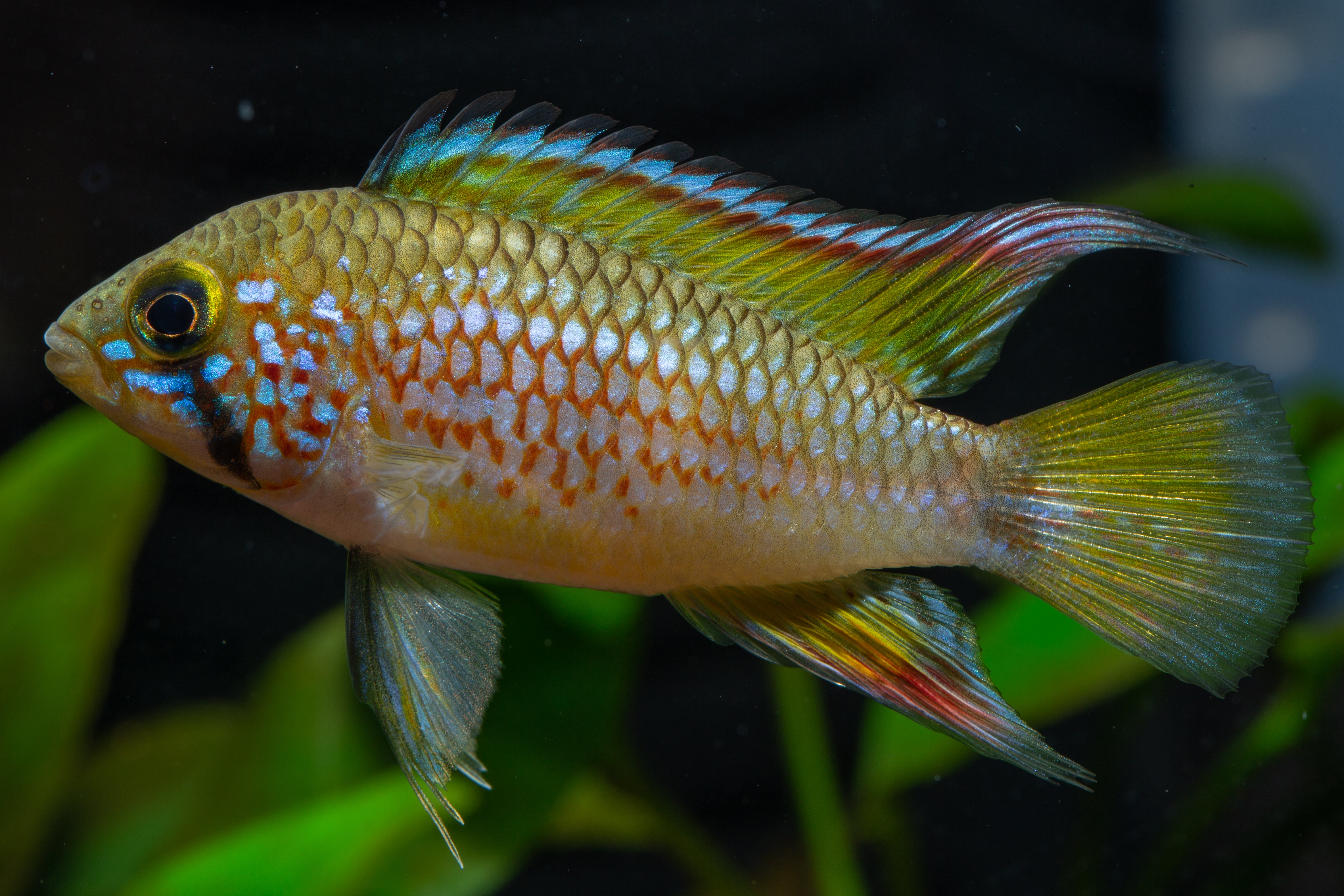 Pebas Apistogramma - Vibrant Dwarf Cichlids for Your Aquarium