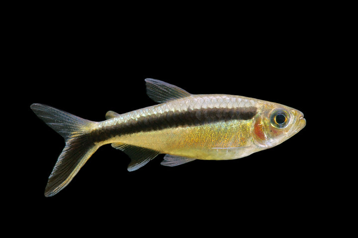 Penguin Tetra (Obliqua)