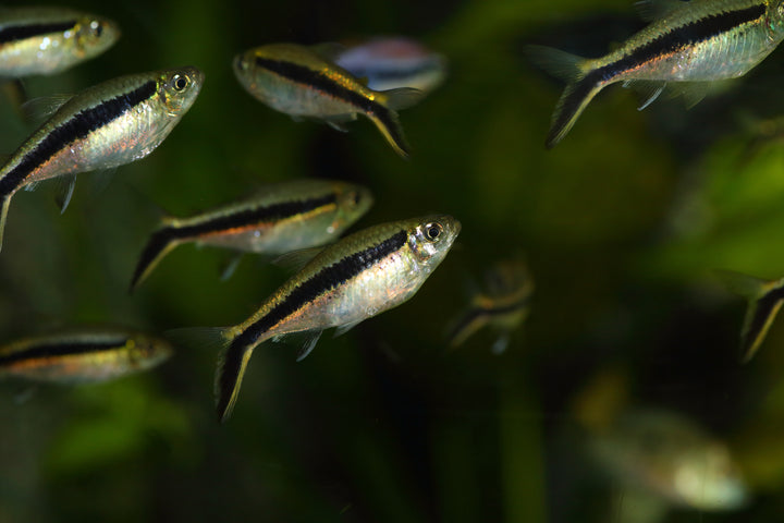 Penguin Tetra (Obliqua)