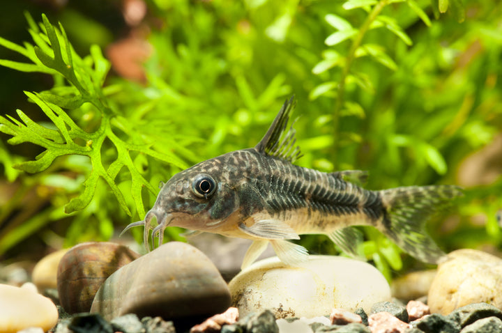 Peppered Corydoras