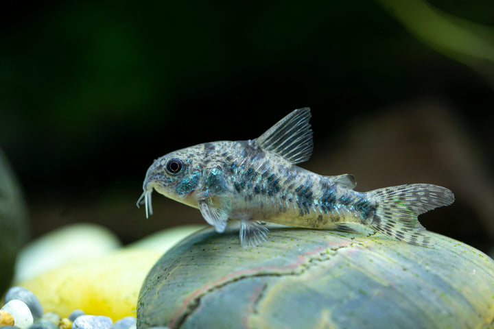 Peppered Corydoras