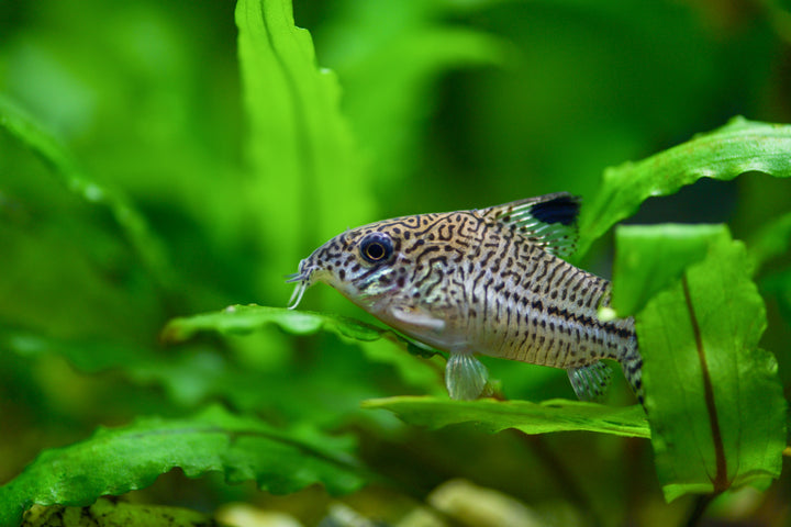 Peppered Corydoras