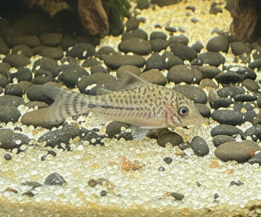 Peru Leopardus Cory C102