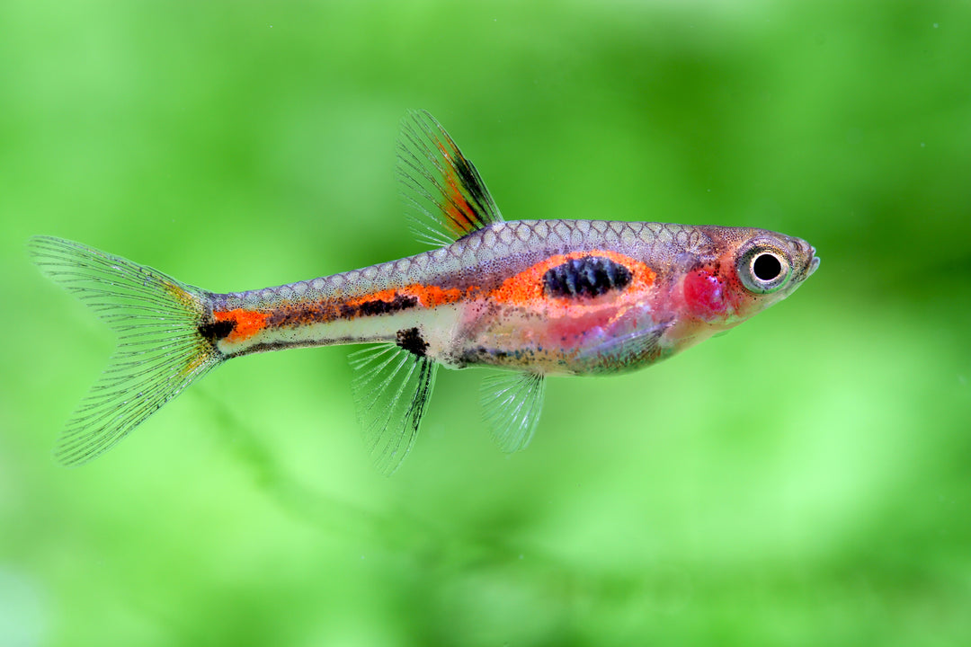 Phoenix Rasbora