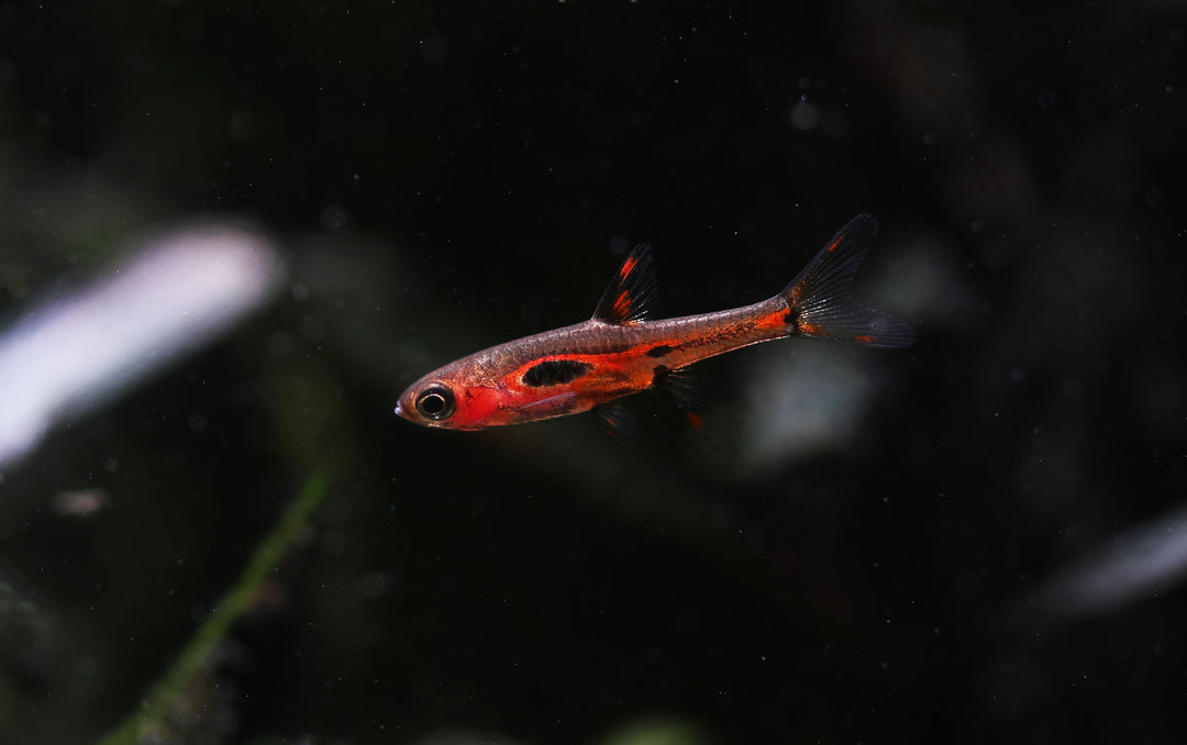 Phoenix Rasbora