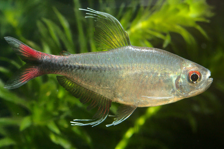 Phoenix Tetra