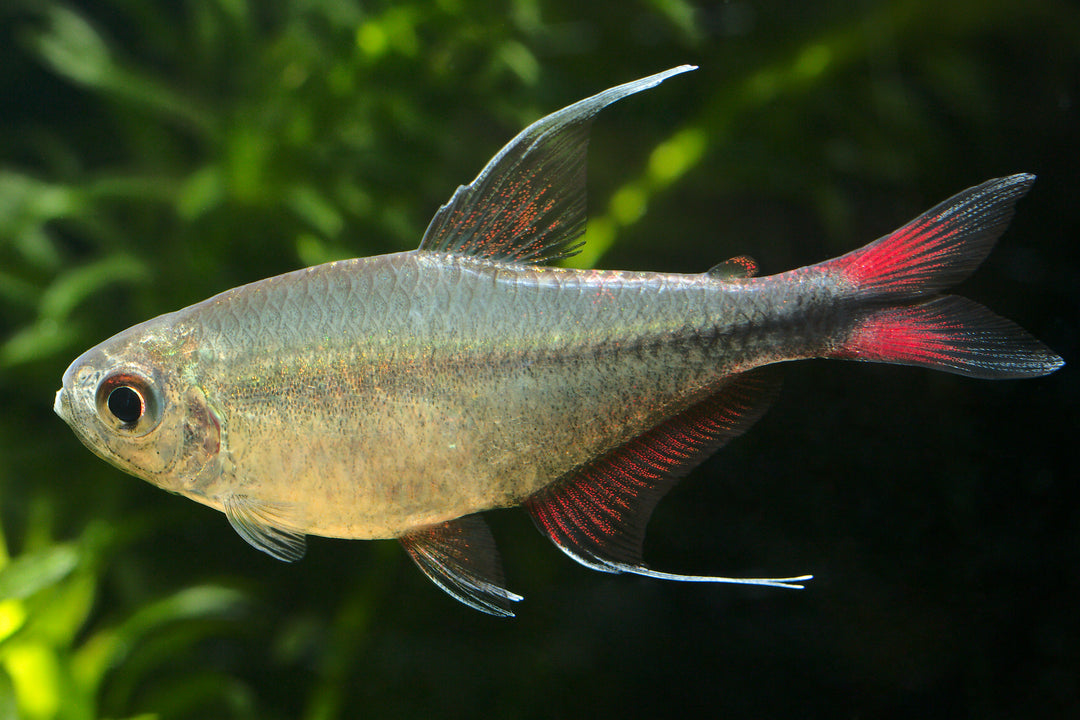 Phoenix Tetra