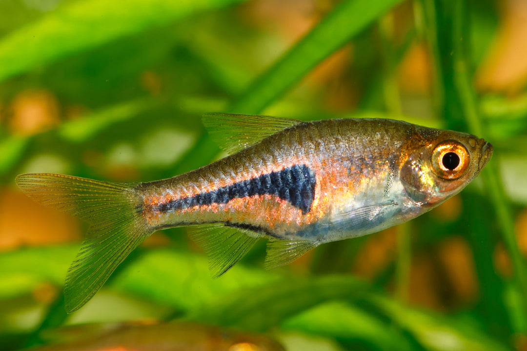 Pork Chop Rasbora