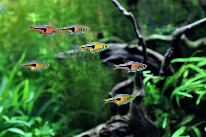 Pork Chop Rasbora