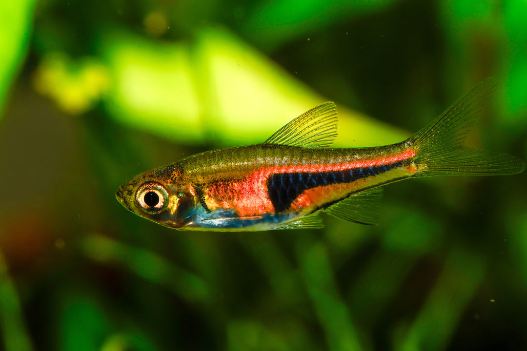 Pork Chop Rasbora
