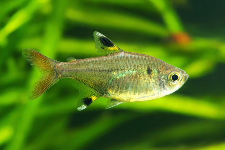 Pristella Tetra