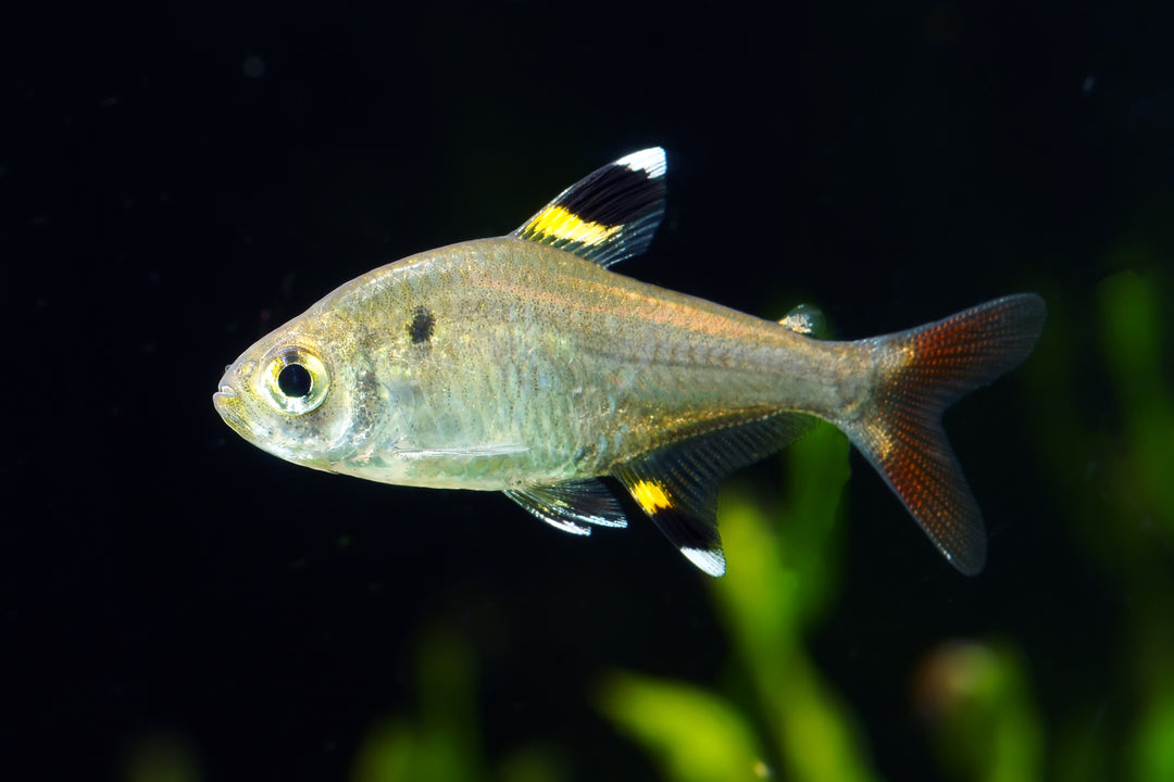 Pristella Tetra