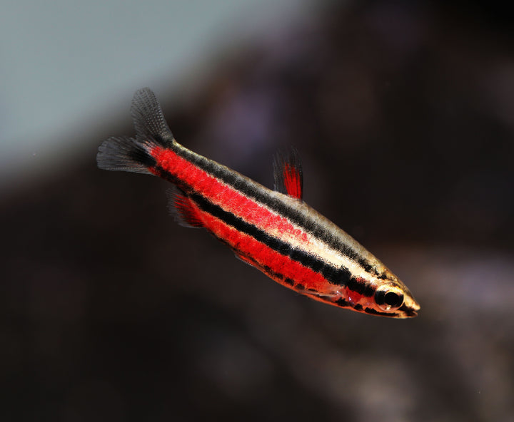Purple Pencilfish